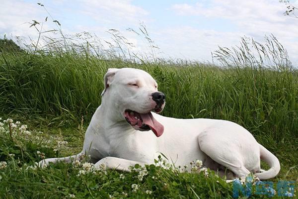 杜高犬智商排第几名？