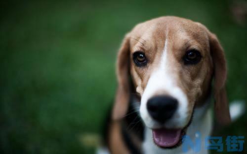 比格猎犬智商高不高？