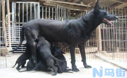 黑狼犬和狼青犬哪个好？