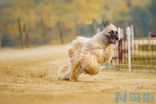 阿富汗猎犬智商高不高？