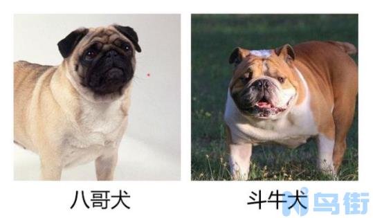 八哥犬和斗牛犬的区别是什么？