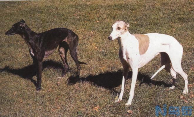 惠比特犬能单挑野兔吗？