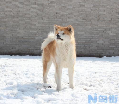 秋田犬为什么禁养？