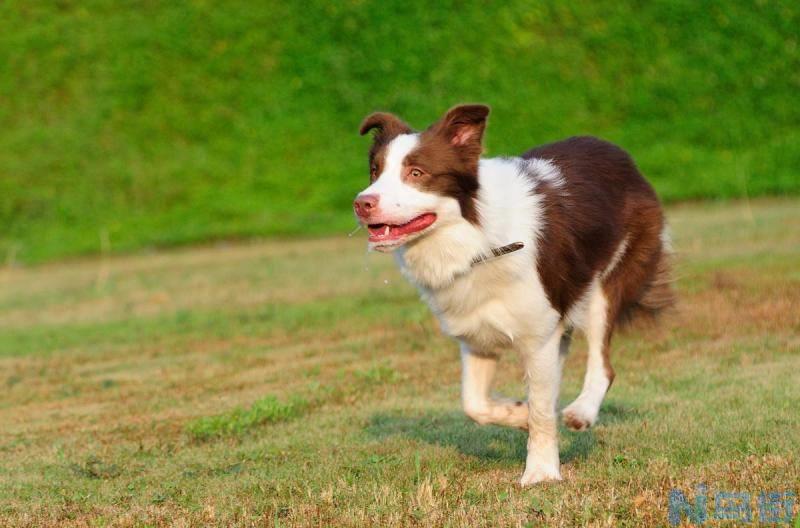 边境牧羊犬公母差别？