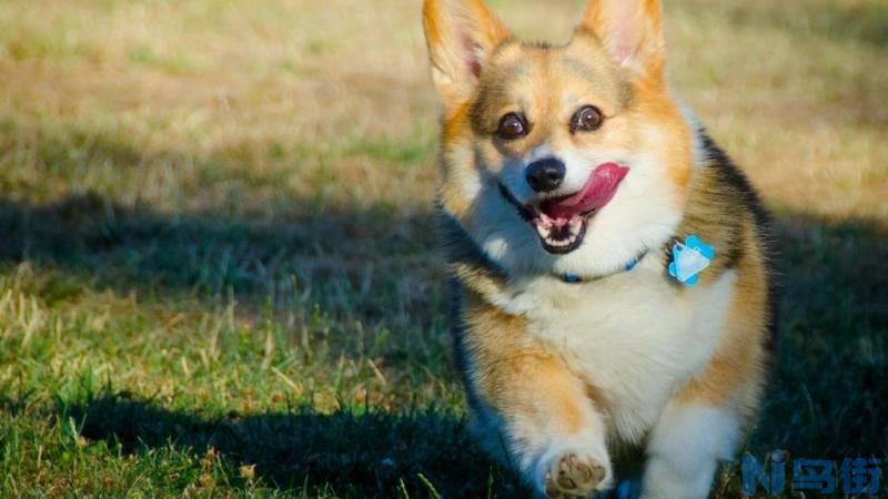 边境牧羊犬多少天断奶？