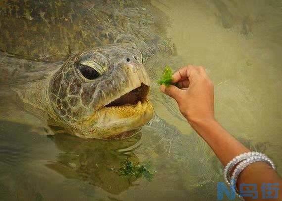 乌龟吃什么食物？