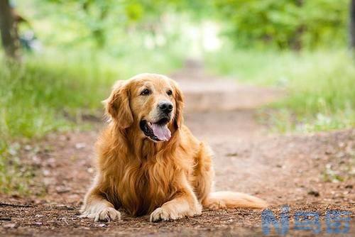 金毛犬的特点？