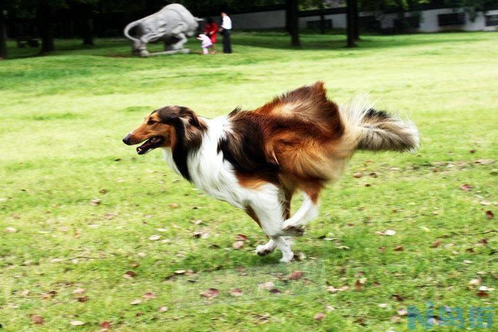 苏格兰牧羊犬聪明吗？