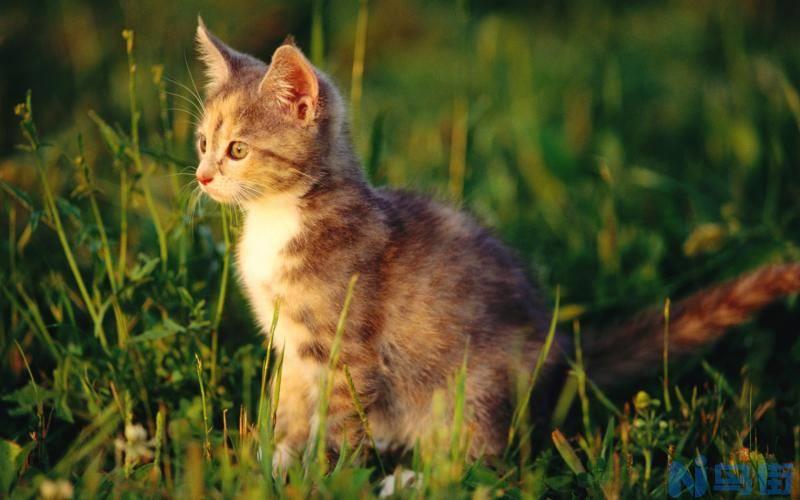 猫耳屎和耳螨怎么区分？