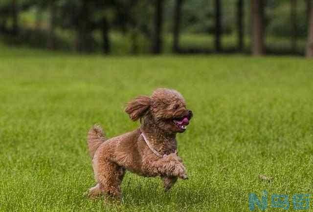 贵宾犬可以吃饼干吗？