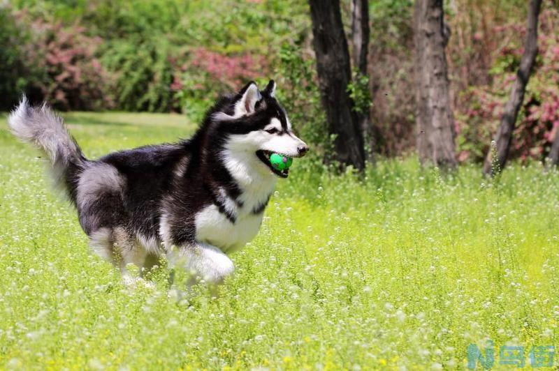 阿拉斯加犬如何喂养？