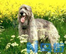 爱尔兰猎狼犬（Irish Wolfhound）品种怎么样？