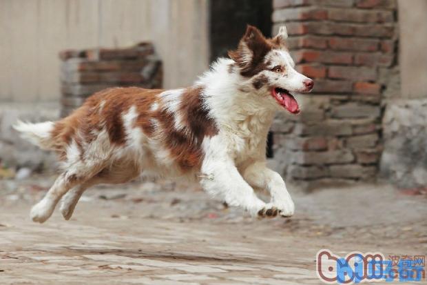 宠物犬繁殖中陨石基因和白色基因在遗传方面的资料