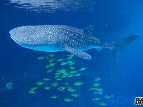 鲸鲨为什么吃浮游生物