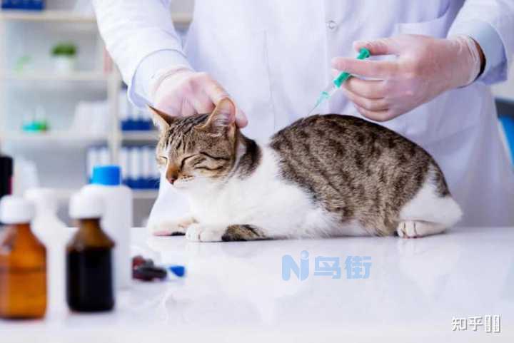 给猫猫驱虫要注意什么？