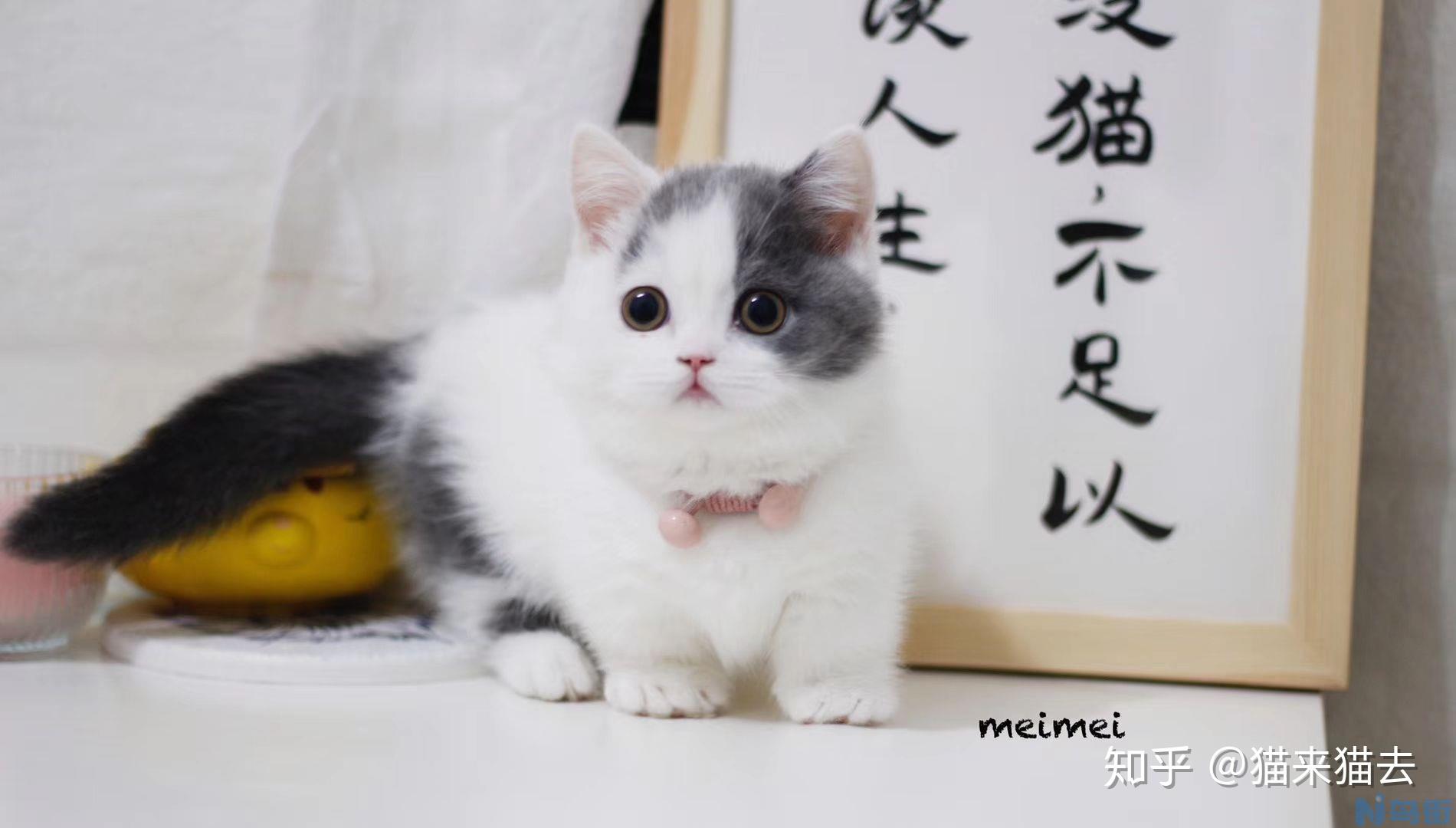 矮脚猫是什么品种？