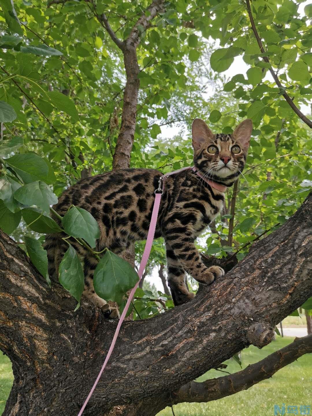 矮脚母猫可以繁殖吗？