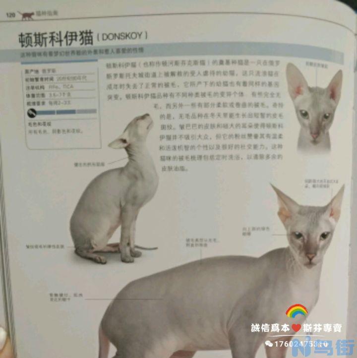 顿斯科伊猫和斯芬克斯的区别？