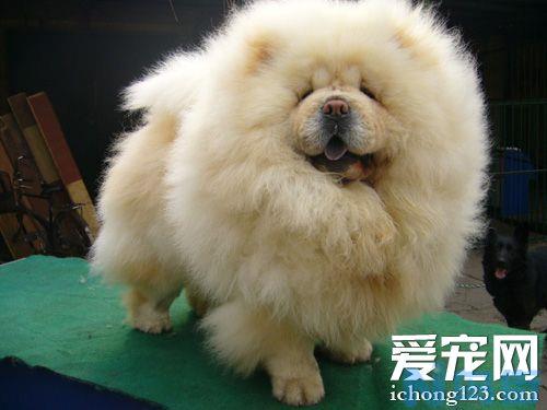 八哥犬一天喂几次？