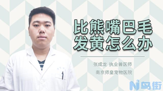 比熊嘴巴毛发黄怎么洗？