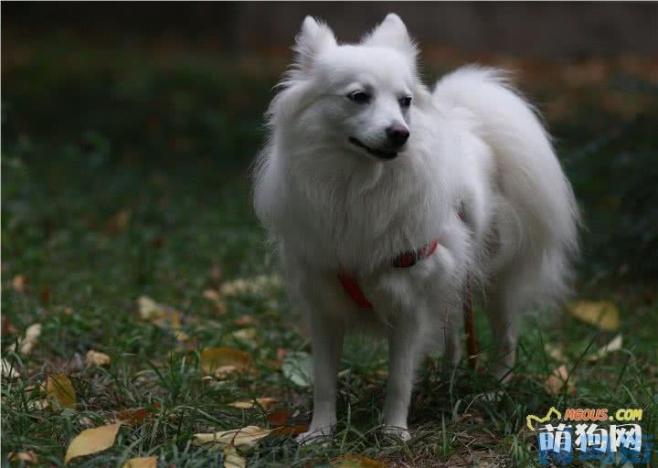 银狐犬和萨摩耶哪个贵？