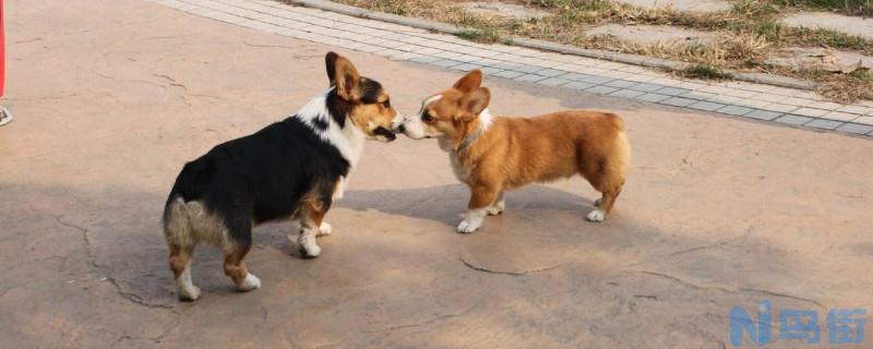 怎么训练柯基犬？