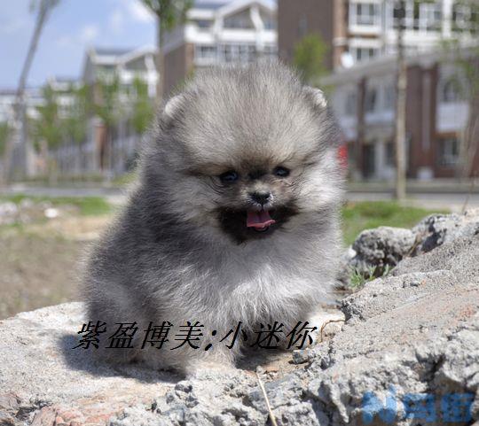 博美犬吃什么？