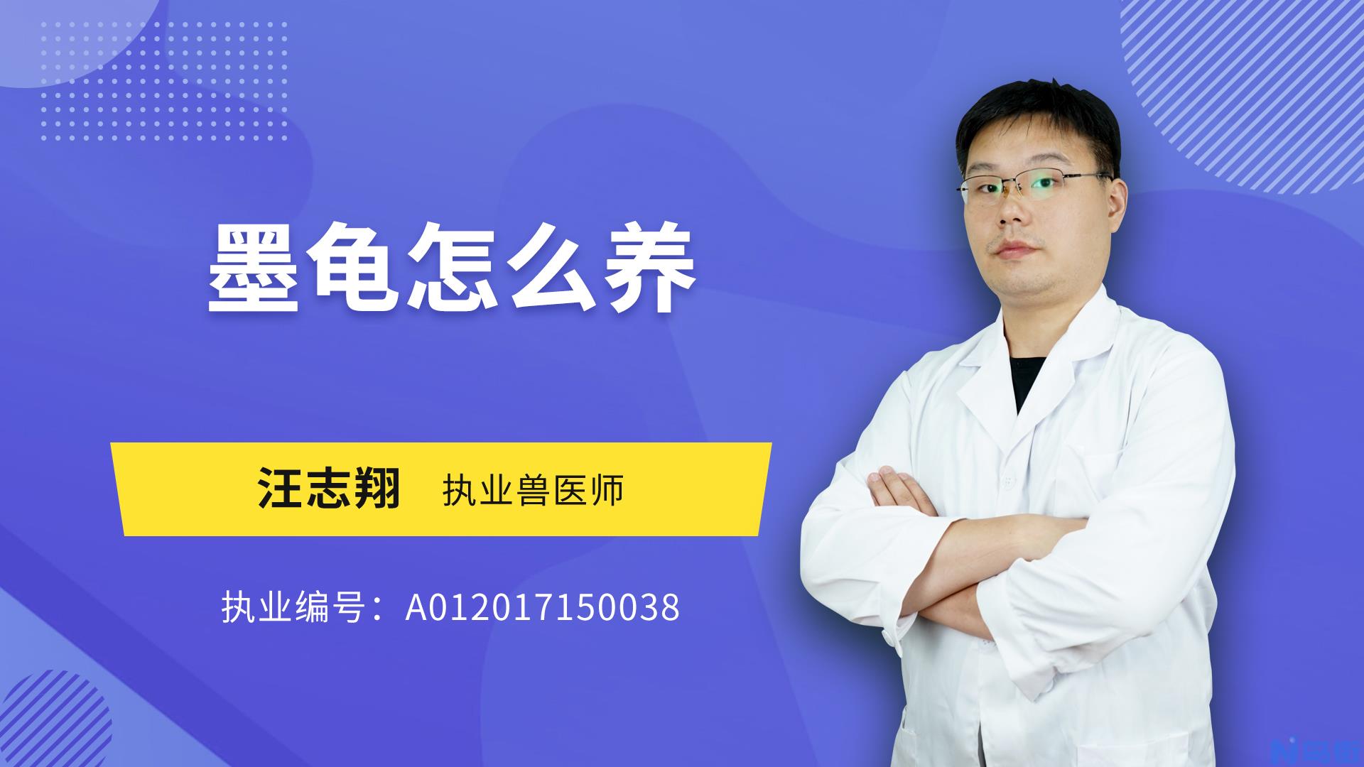 墨龟为什么只能养一只？