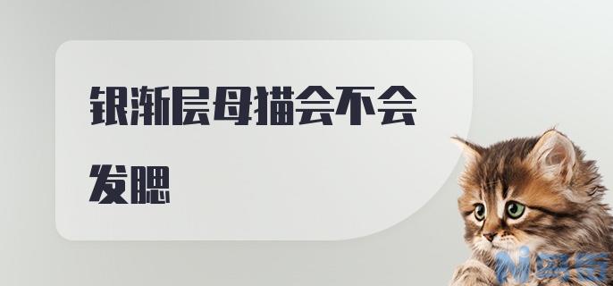 银渐层母猫会发腮吗？