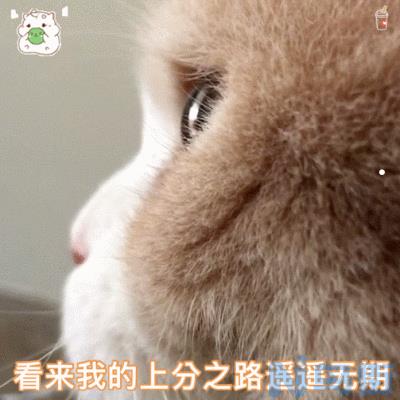 布偶猫可以吃香蕉吗？