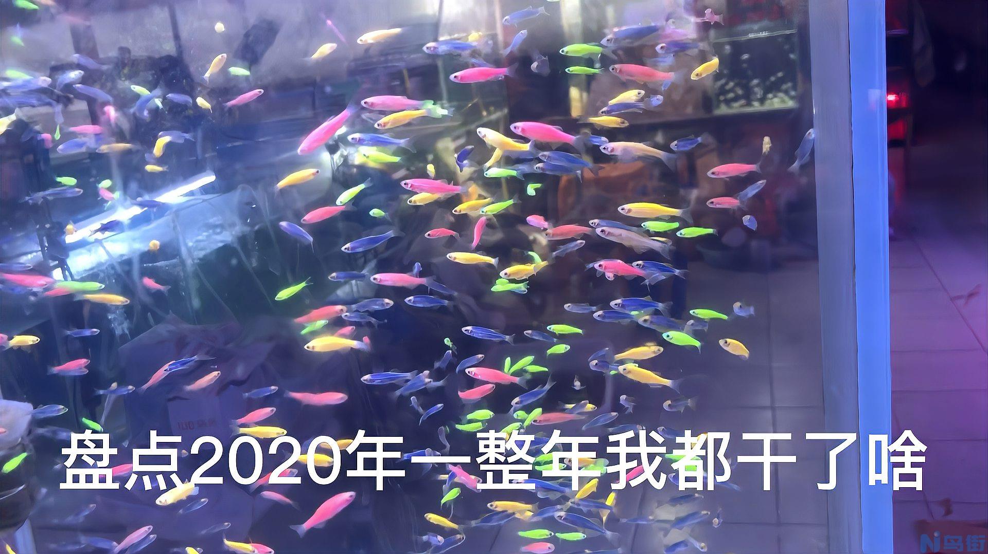 鱼缸怎么养锦鲤水花？