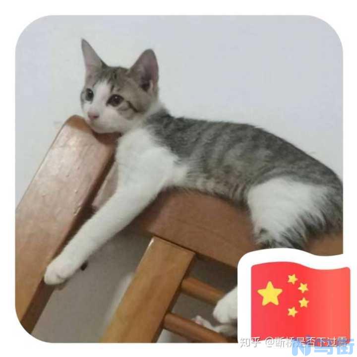 串串蓝猫和纯种区别？