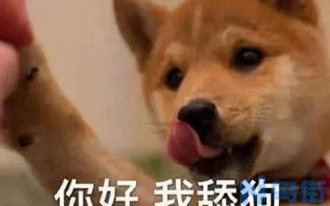 史宾格犬怎么训练，训练史宾格犬的三种方法？