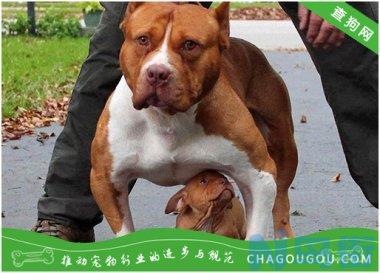 怎么训练可卡犬？