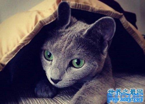 东方短毛猫体态特征