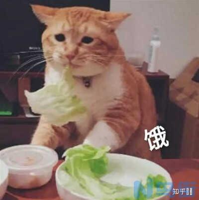 小猫半夜一直叫怎么办？