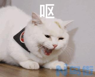 猫咪肠胃不好怎么调理？