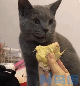 猫咪可以吃榴莲吗？