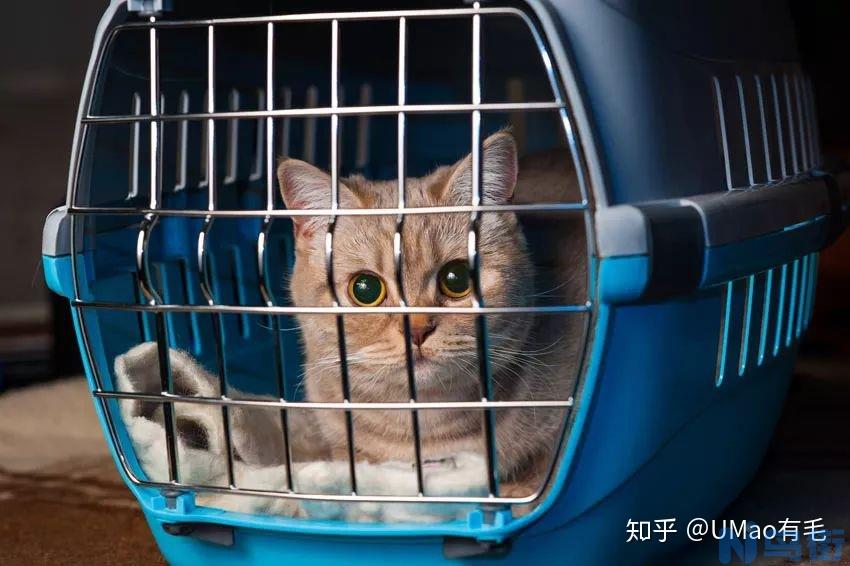 猫咪怎么托运？