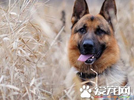 德牧犬怎么看纯不纯，怎样区分德牧纯不纯？