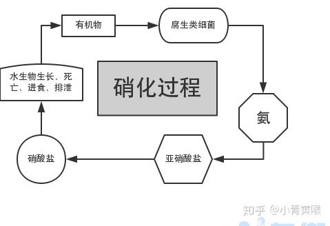 建立硝化系统