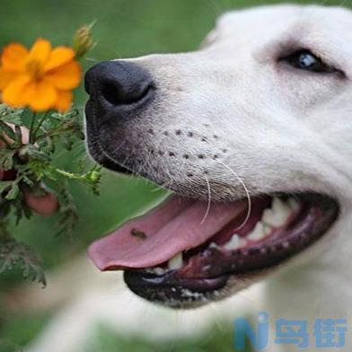 狗狗副流感和犬瘟的区别？