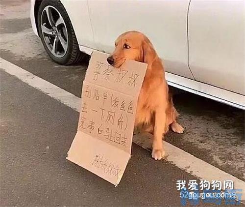 什么狗最忠诚最护主？