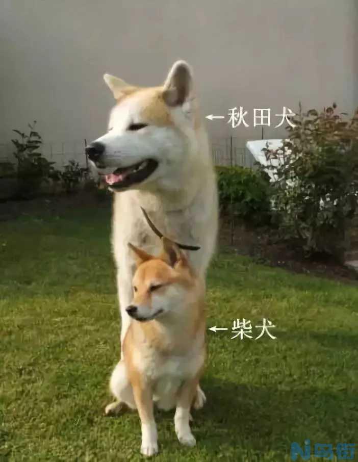 秋田犬和柴犬的区别？