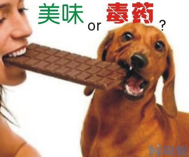 狗狗食物中毒怎么办？