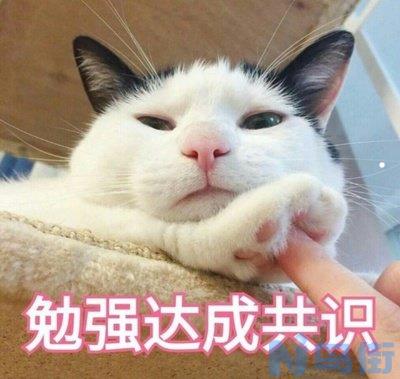 猫咪流黄鼻涕怎么回事？