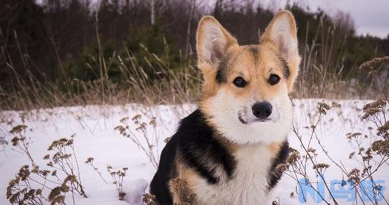 柯基犬容易得什么病？