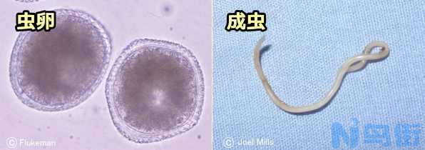 狗狗体内寄生虫有哪些？