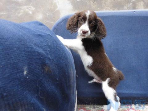 英国史宾格犬(English Springer Spaniel)品种怎么样？