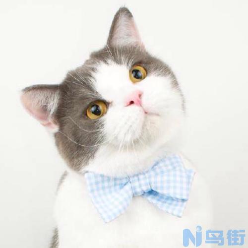 猫咪怀孕几个月生？